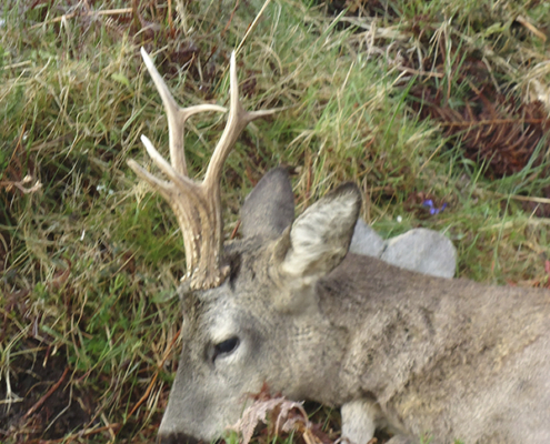 Corzo en reserva en Asturias