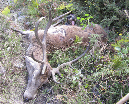 Venado y teckel en un coto de caza en Piloña, Asturias