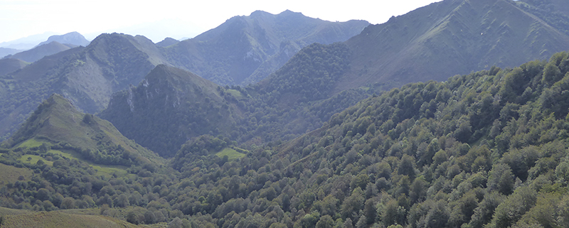 Reserva de Caza en Asturias