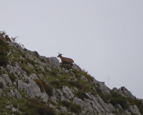 Rebeco en reserva de caza en Asturias