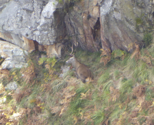 Venado en reserva de caza en Piloña, Asturias