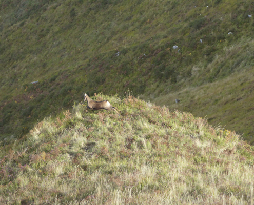 Rebeco en reserva de caza en Piloña, Asturias