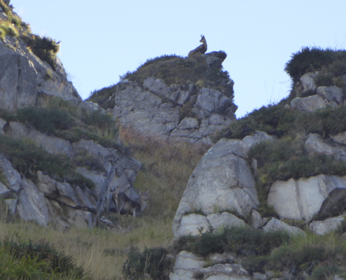Rebeco y venada en reserva de caza en Piloña, Asturias