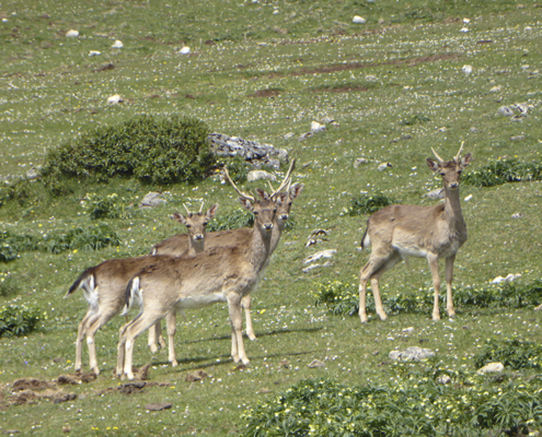 Gamos en el Sueve, Asturias