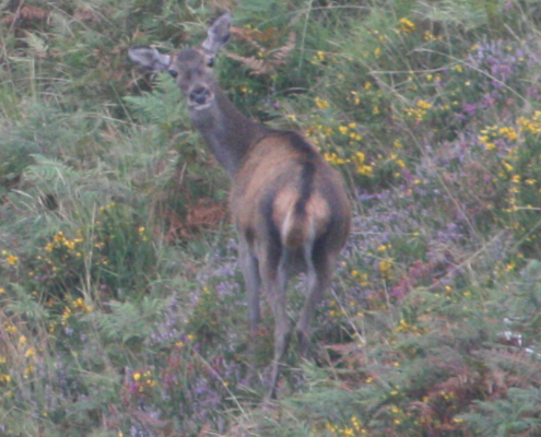 Venada en reserva de caza en Asturias