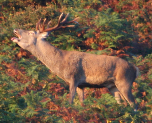 Venado en reserva de caza en Asturias