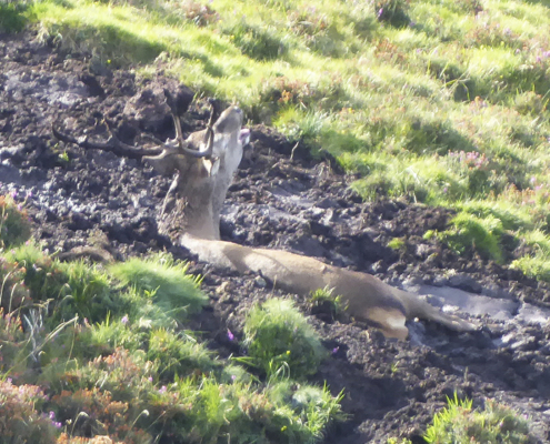 Venado en plena berrea en Asturias