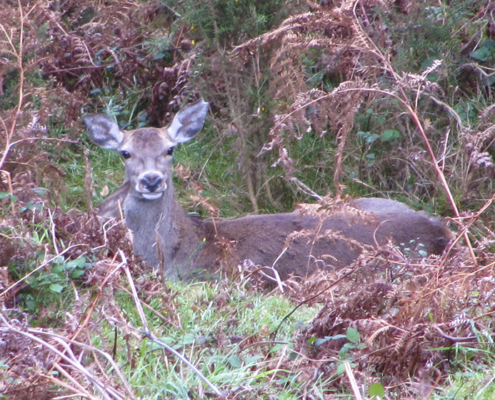 Venada en reserva de caza en Asturias