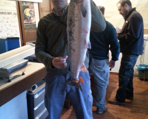 Precintando un Salmón