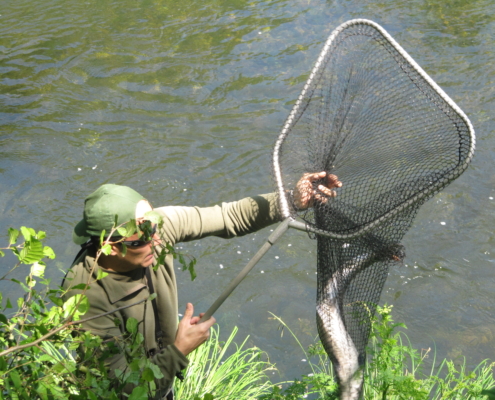 Metiendo la sacadera a un Salmón