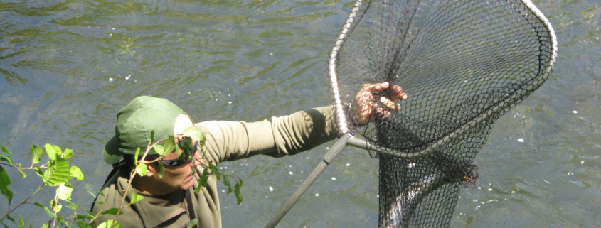 Metiendo la sacadera a un Salmón