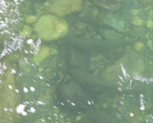 Salmones en el Sella