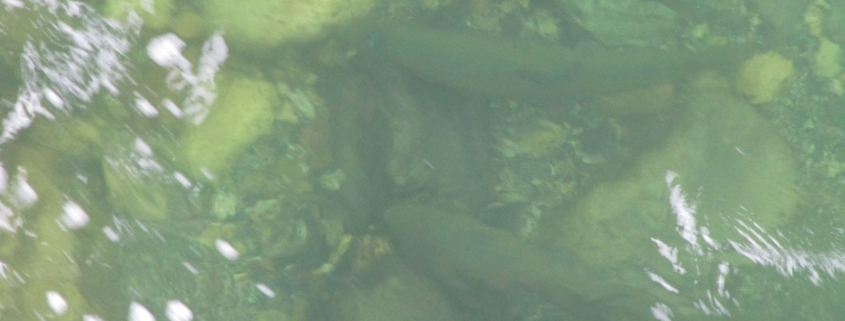 Salmones en el Sella