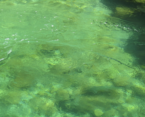 Salmón en el río Cares