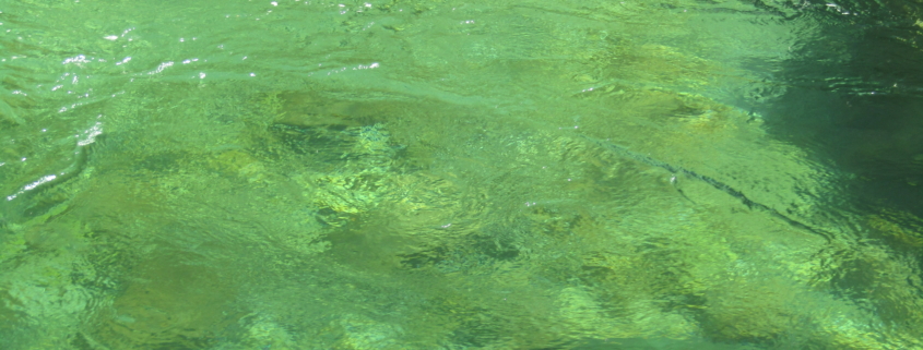 Salmón en el río Cares