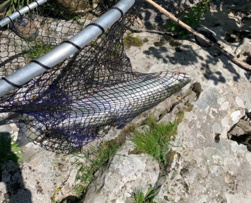 Salmón en la Sacadera