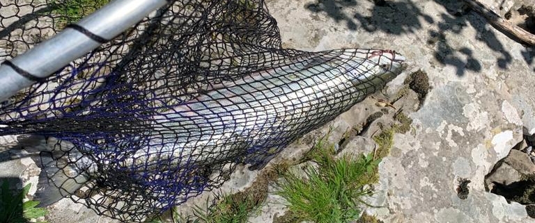 Salmón en la Sacadera