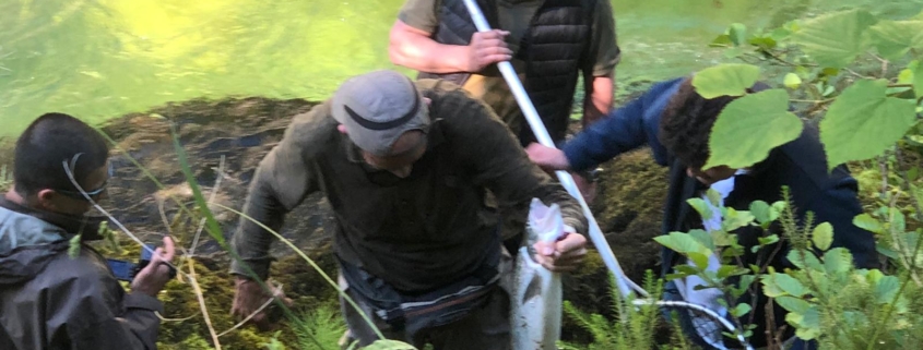 Salmón recien pescado en el Río Cares, Asturias
