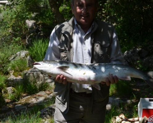 Salmón recien pescado en el Sella