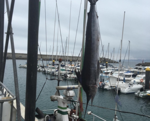 pesca-de-marlin-en-asturias