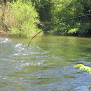 Salmón en el Río Esva