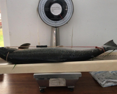 Salmón de 10,500 Kg Coto Niserias, Río Cares