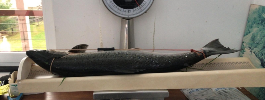 Salmón de 10,500 Kg Coto Niserias, Río Cares