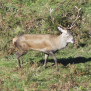 Venado en reserva de caza en Asturias