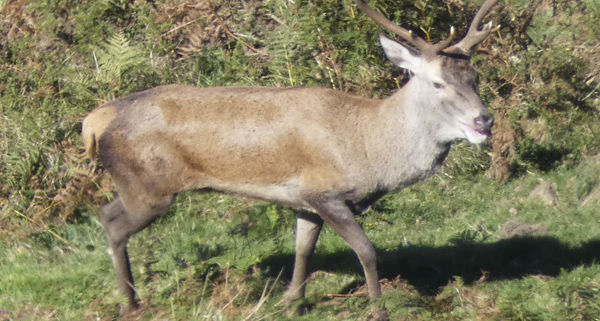 Venado en reserva de caza en Asturias