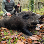 Jabalí Coto de Piloña