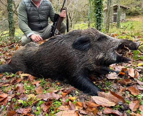 Jabalí Coto de Piloña
