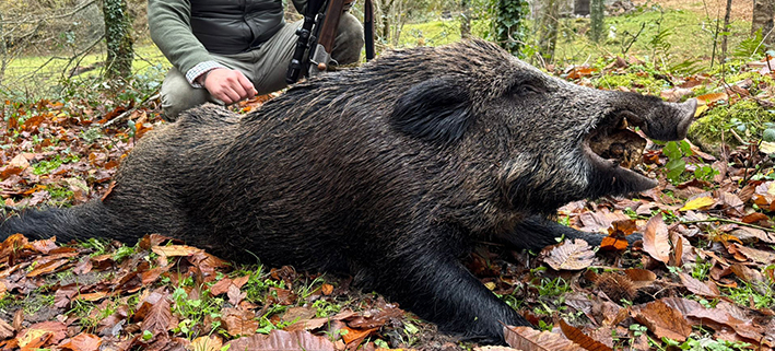Jabalí Coto de Piloña