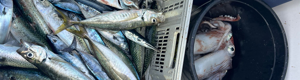 Pesca niños cabecera